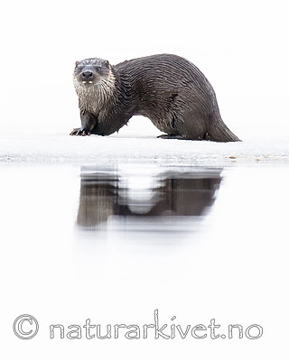 BB 14 0297 / Lutra lutra / Oter